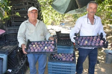 Toroslar’ın yüksek kesimlerinde incir hasadı sona erdi
