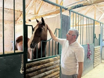 Türk kültürünün sembollerinden atlara yoğun ilgi
