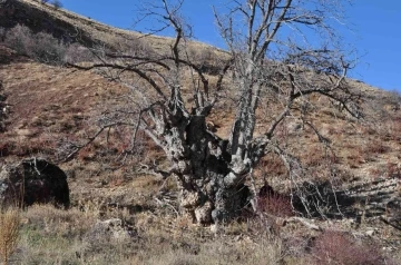 Türkiye’nin en geniş gövdeli ceviz ağacı için tescil başvurusu yapıldı

