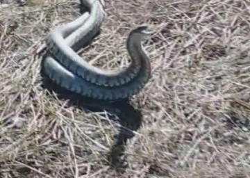 Türkiye’nin en zehirli yılanı olarak bilinen koca engereklerin çiftleşme dansı kamerada
