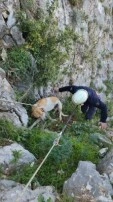 Uçurumda Mahsur Kalan Köpek İtfaiye Ekipleri Tarafından Kurtarıldı