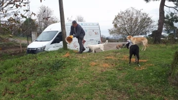 Ünye’de, belediye tarafından üretilen 4 ton kuru mama sokak hayvanlarına dağıtıldı

