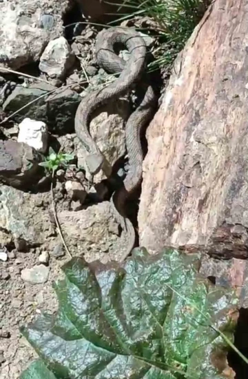 Van’da Türkiye’nin en zehirli yılanı görüldü
