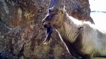 Van’da yaban keçileri fotokapana yansıdı
