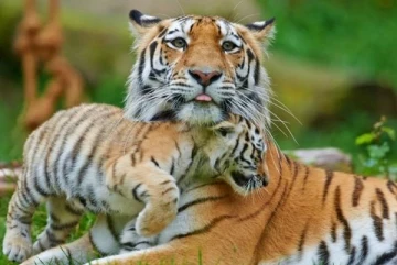 WWF-Türkiye: Yeni yıl hediyesi olarak nesli tehlikedeki türleri evlat edinin