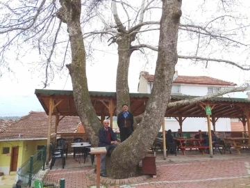 Yeniceköy’deki 250 yıllık çınar ağacı ilgi odağı
