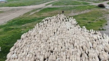 Yerli ‘Kangal akkaraman’ koyununda iyi bakım doğum oranını arttırdı
