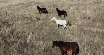 Yılkı atları dron ile doğal ortamlarında gözlendi
