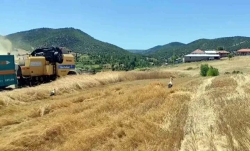 Yozgat’ta leylekler hasat edilen tarlalarda yiyecek arıyor
