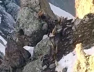 Yüksekova’da sürü halinde dağ keçileri görüntülendi
