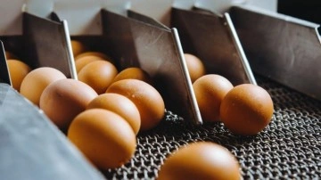 Yumurta üreticisi 12 firmaya “kartel” cezası