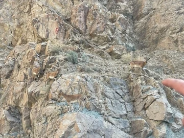 Yusufeli Barajı sahasında yaban keçileri görüntülendi
