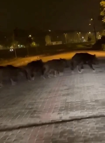 Zonguldak’ta aç kalan domuz sürüsü ilçe merkezine indi
