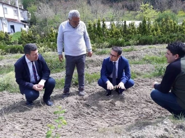 Zonguldak’ta karaçatlak üzümü üretimi yaygınlaştırılacak
