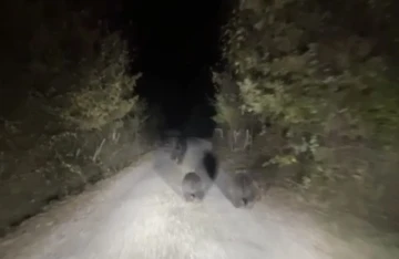 Zonguldak’ta köylere inen ayılar tedirgin ediyor
